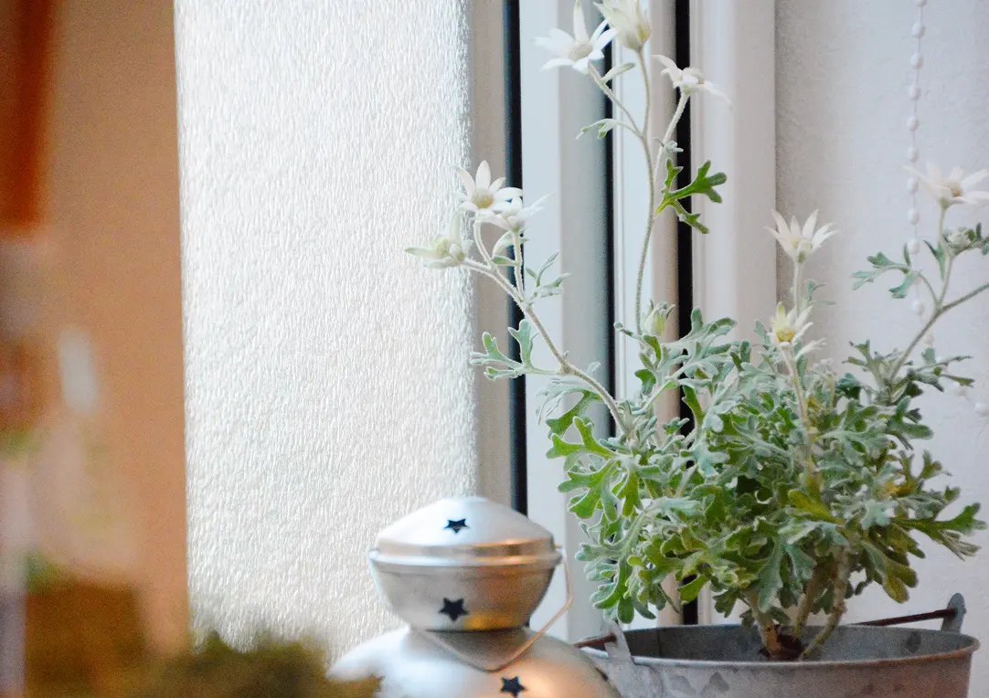 窓辺の観葉植物